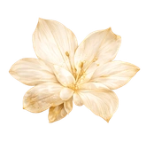 Cream flower with golden stamens